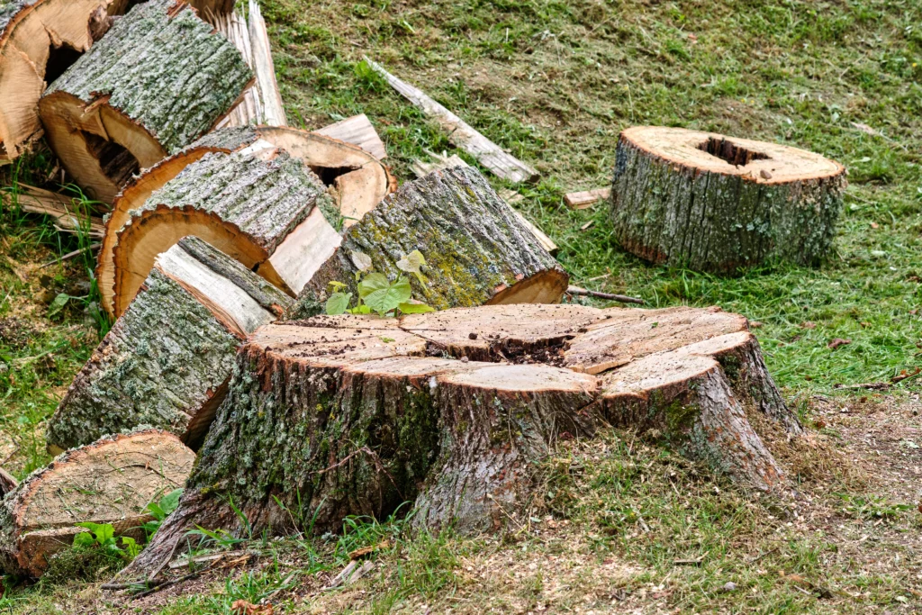 Freshly cut tree stumps and logs on a grassy lawn