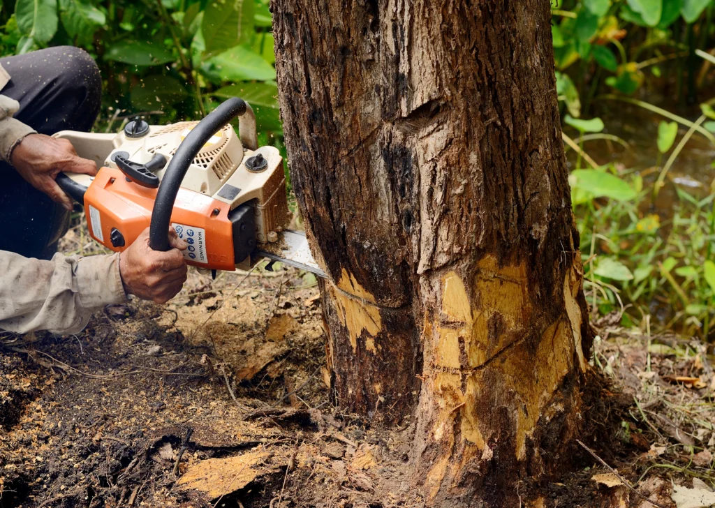 Professional cutting a tree trunk with a chainsaw