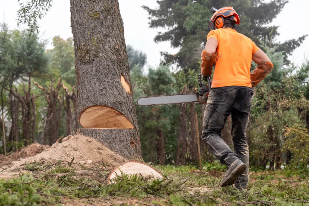 Arborist standing beside a freshly cut tree